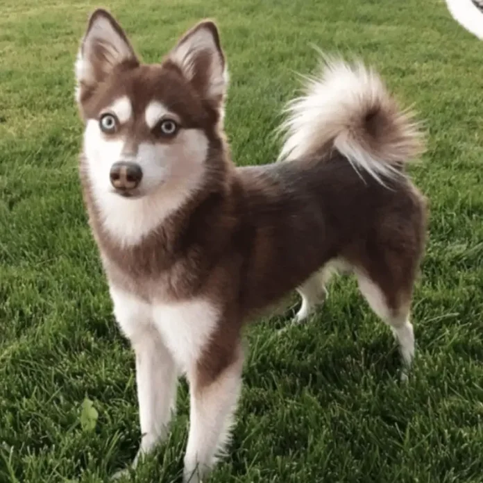 Find Your Alaskan Klee Kai Puppy with Confidence