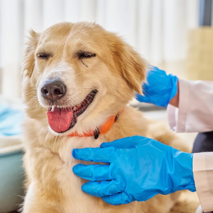 Tiny Toppers: Practical Style for Small Pups