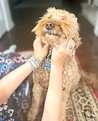 A neighbourly approach to pet care in Loudoun and Chantilly