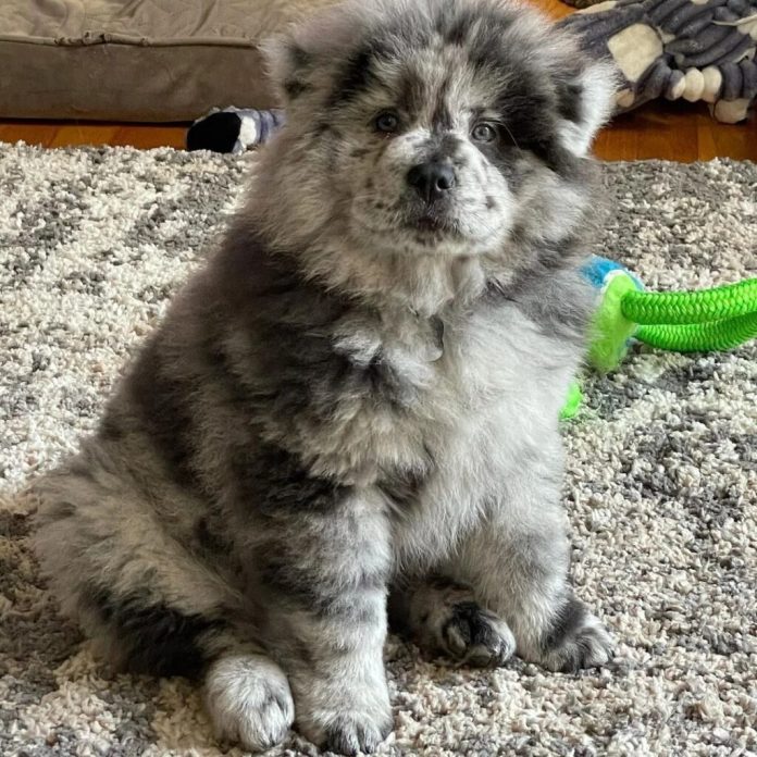 Finding a Welcoming Home for Chow Chow Puppies