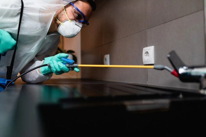 A practical home pest plan that actually works