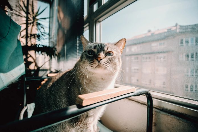 Yo Pet: A Friendly Guide to Finding Comfort for Small Pets