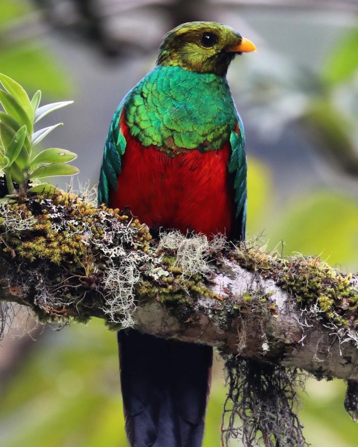 Untamed Trails: Realistic Tours to Manu Park, Peru