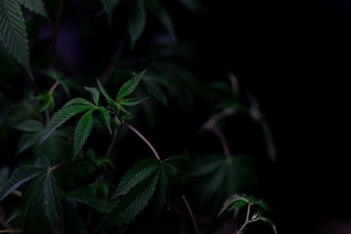 Why Bethesda fans choose a trusted weed spot nearby