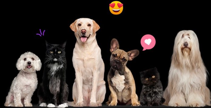 Purrs and Playdates: A Modern Pet Meetups Guide