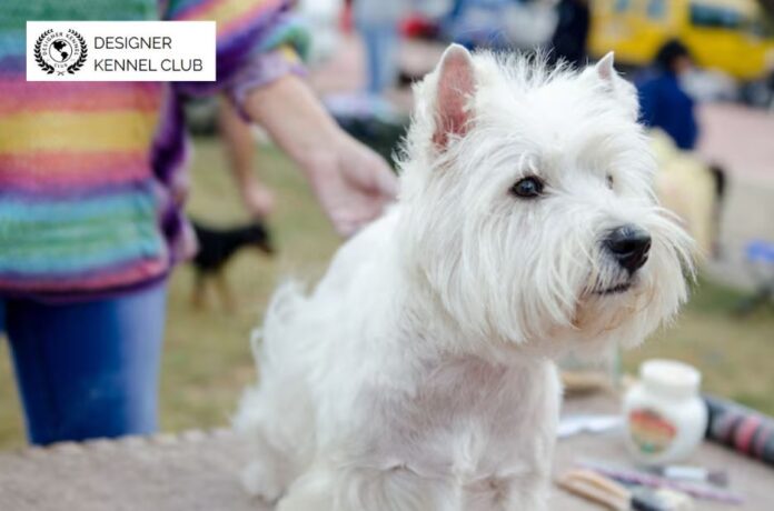 How Non-Purebred Dog Registration Works in Your Area